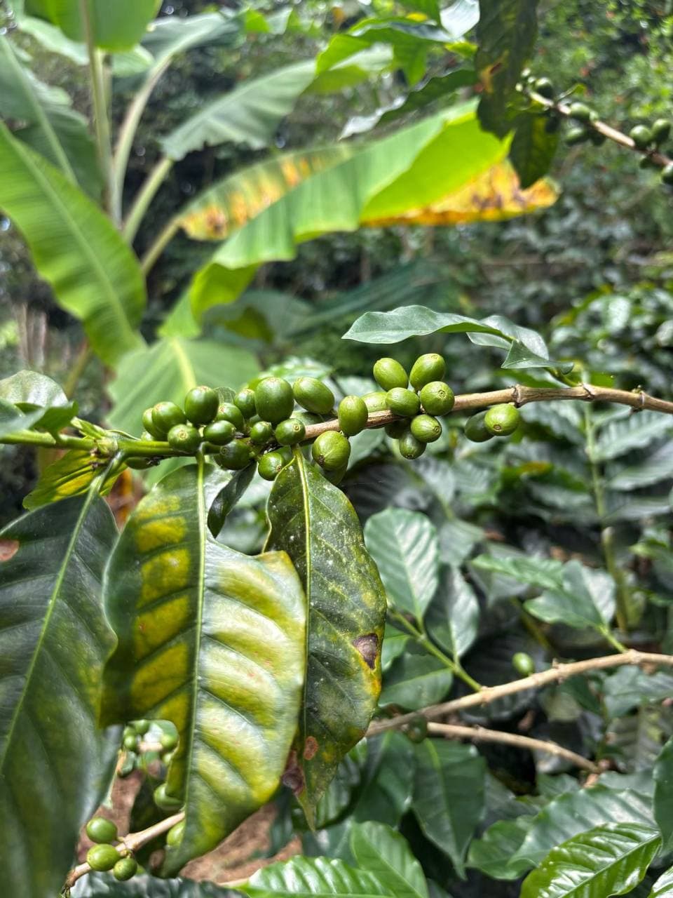 Green coffee beans