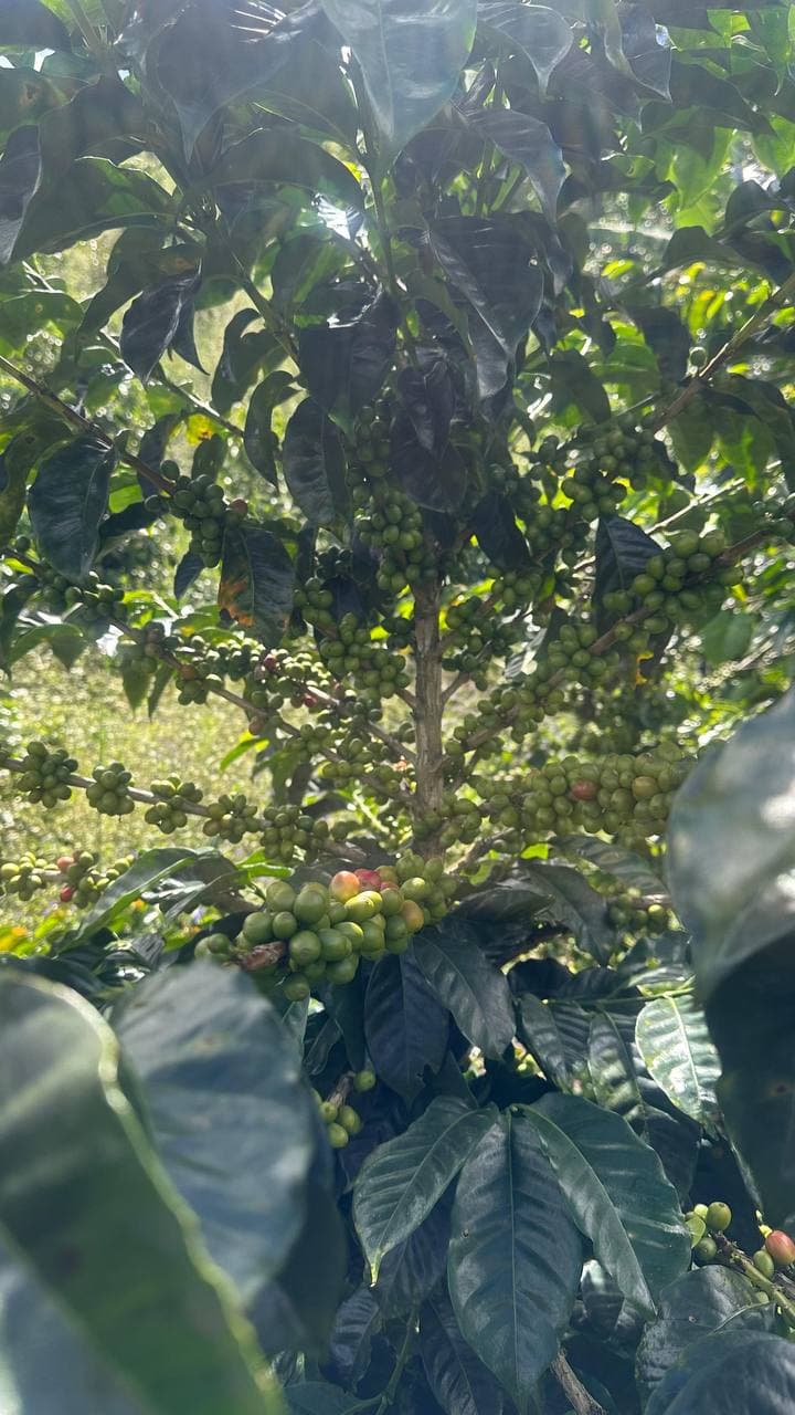 Harvest stage