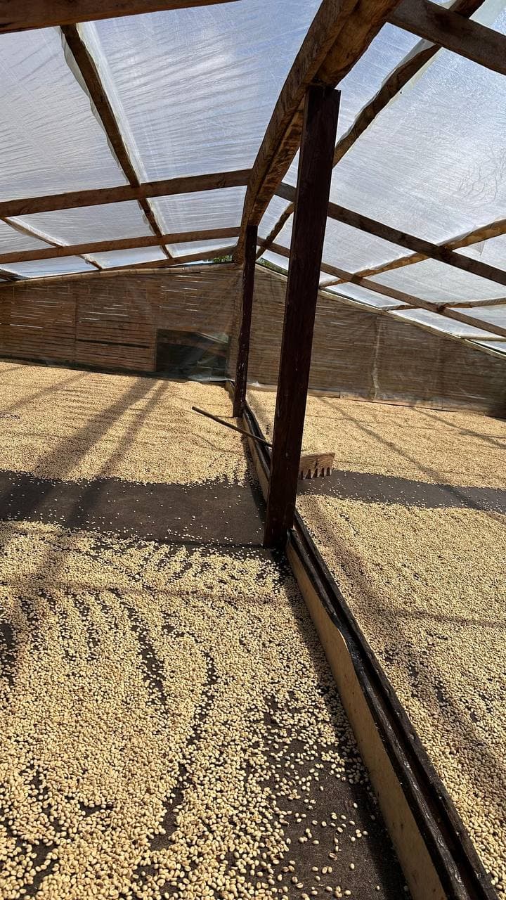 Coffee drying